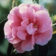 Kunming Spring
